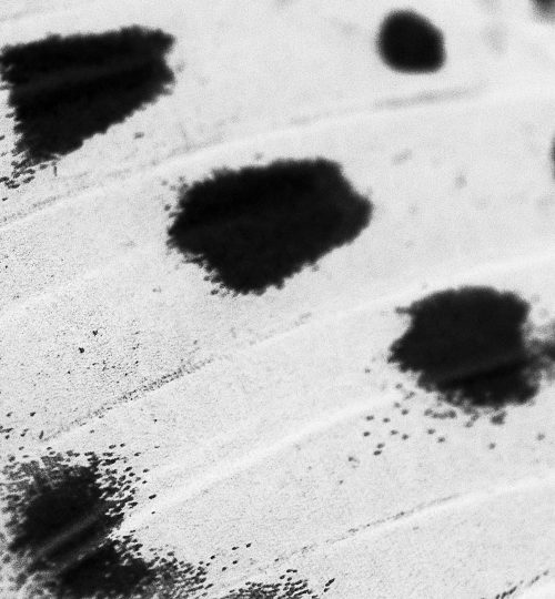 Metamorphosis ph. 11