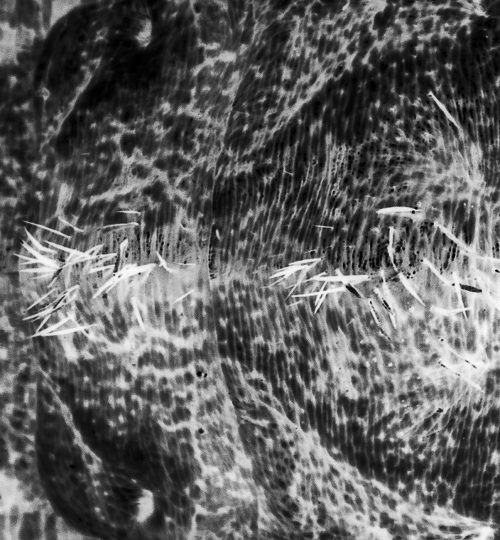 Metamorphosis ph. 12